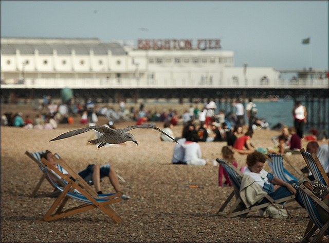Brighton Seagull by Sam Javanrouh