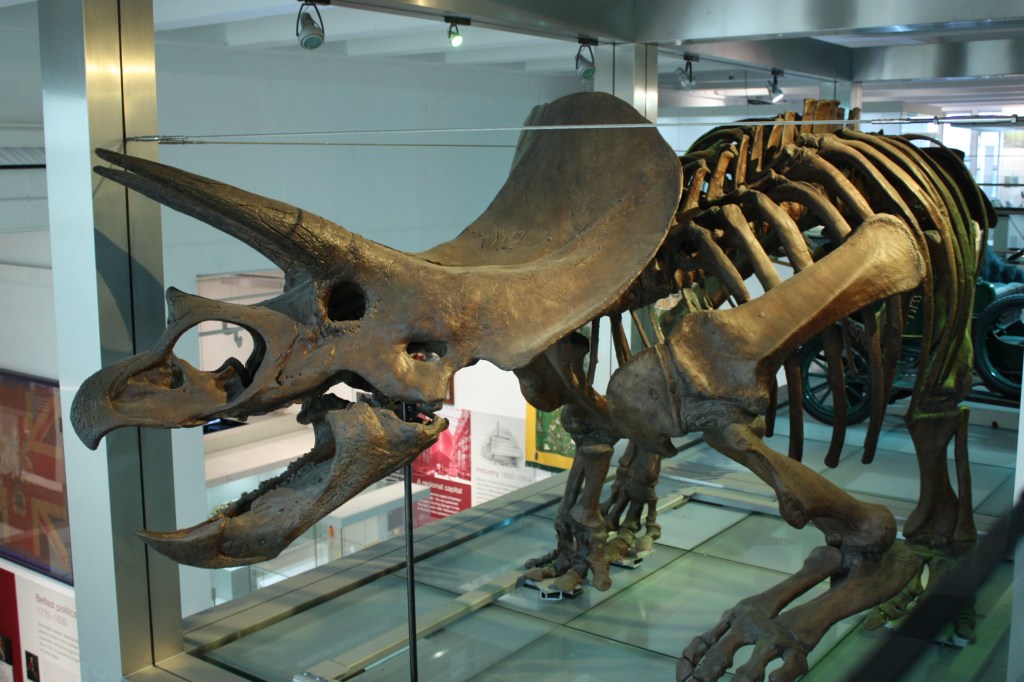 triceratops -- Oonagh Murphy