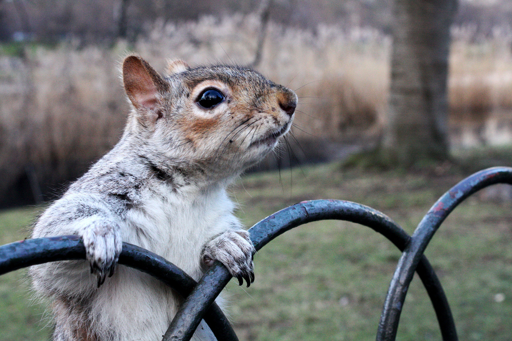 Glauber Ramos -- London Squirrel