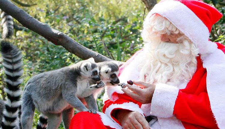 Santa Claus en el Zoo de Bristol 2