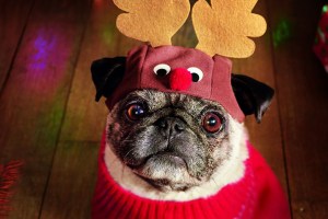 perro vestido de reno