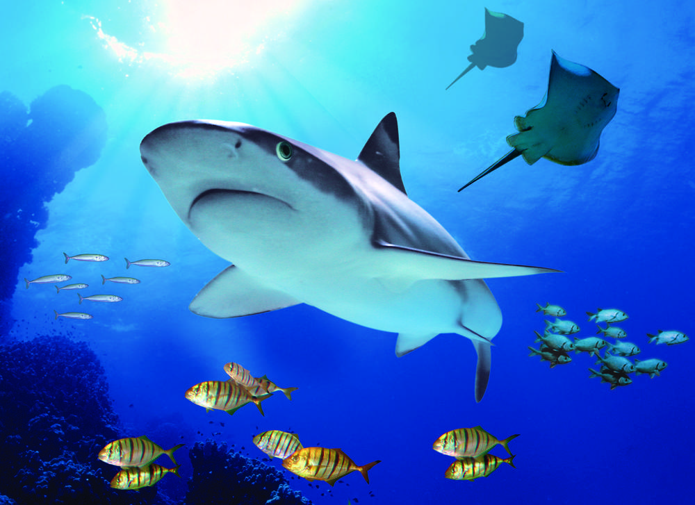 brighton-sea-life-centre-museums-galleries-404-large