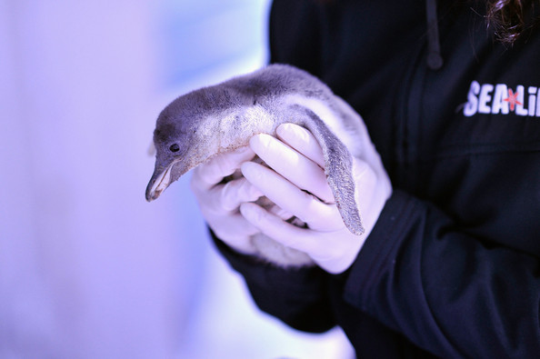 Un pingüino bebé en el London Sea Life Aquarium