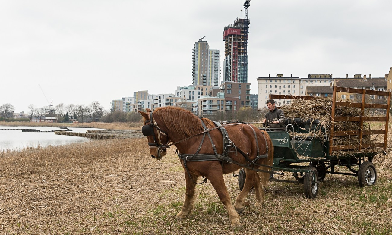 A Suffolk Punch hauls reeds in the Woodberry Wetlands. Photograph: Penny Dixie/London Wildlife Trust