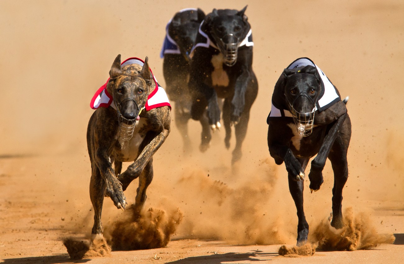 Carrera de galgos en Nottingham