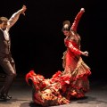 flamenco