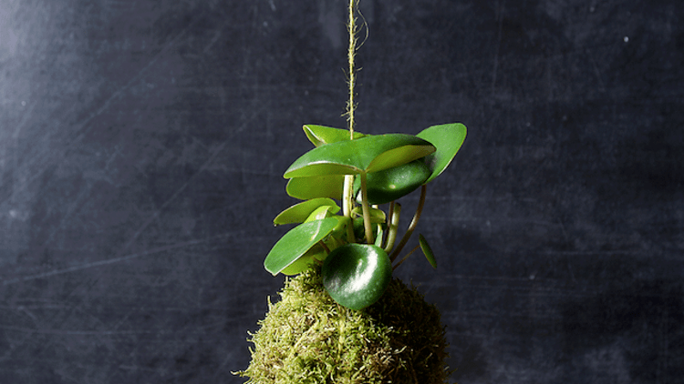 St Christopher’s Place Spring Celebration, en Londres